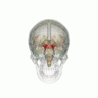 The rostromedial tegmental nucleus is located in the midbrain (pictured above) of the brainstem. Release of dopamine in the RMTG characterizes the euphoria/reinforcement of opioids.