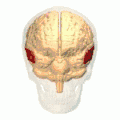 Position of middle temporal gyrus(shown in red).
