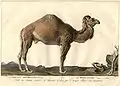 The Dromedary.Camelus dromedarius.
