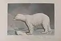The Polar bear.Ursus maritimus.