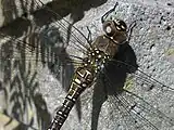 Female, showing markings