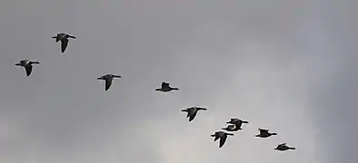 Flock on autumn migration