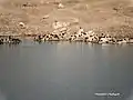 Migratory birds at Kaushalya Dam, near Pinjore, Panchkula district (Dec. 2015)