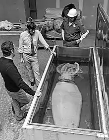 #240 (?/2/1980)Michael J. Sweeney (left) and Clyde F. E. Roper (center) with the giant squid that washed ashore on Plum Island, Massachusetts, in early February 1980, as it was being prepared for display at the National Museum of Natural History in 1983.