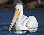 American white pelican