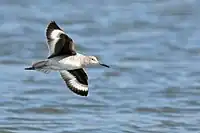 In flight, showing the bold underwing pattern