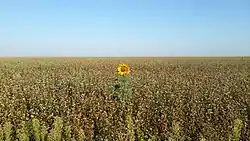 Buckwheat field, with single Sunflower, in Mikhaylovsky District