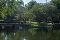 Swans at the Millersville University pond