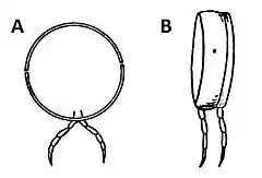 Simplified cross section (A) and side view (B) of a juliform millipede segment