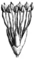 illustration of flower