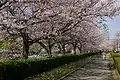 cherry blossom promenade