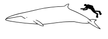 Common minke whale size