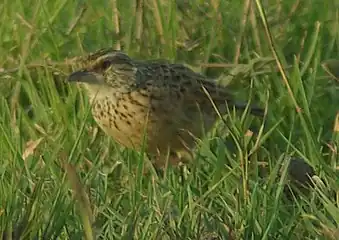 M. a. athi of the Kenyan highlands