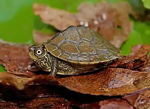 Mississippi map turtle (Graptemys pseudogeographica kohnii), juvenile from Pulaski County, Arkansas (28 April 2016)