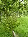 On an apple tree in Essex, England