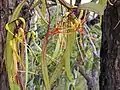 Muellerina eucalyptoides, Ku-ring-gai Chase National Park, NSW, 27 January 2017 (host: Angophora crassifolia)