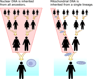 An infographic contrasting inheritance of mitochondrial and nuclear DNA