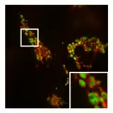 Treatment of DRP1 knockout cells with PXA causes excessive fission of the IMM while the OMM contracts around it but remains intact.