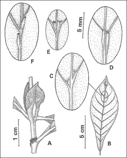 Vegetative Characteristics