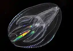The sea walnut ctenophore has a transient anus which forms only when it needs to defecate
