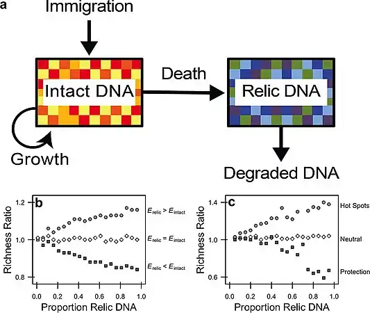 Relic DNA dynamics 