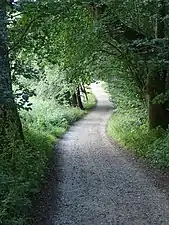 Forest path