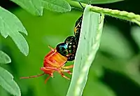 Molting (moulting) jewel bug (1)