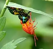 Molting (moulting) jewel bug (2)