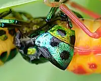 Molting (moulting) jewel bug (4)