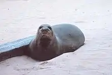 Photo of seal on the beach, looking directly at the photographer