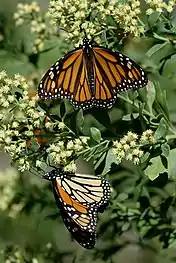 Monarch migration