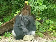 Western lowland gorilla in the African rainforest