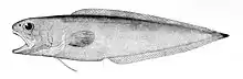 Monomitopus agassizii (Neobythitinae)