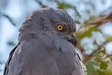  Montagu's Harrier Male