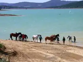 Horses at Montbel Lake