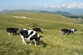 Pastures on the Lessini Mountains, in the Venetian Prealps