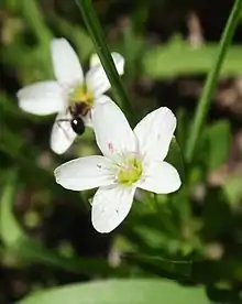 Montia chamissoi