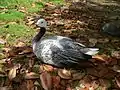 An Emperor Goose (Anser canagicus) lying on a bed of magnolia leaves close to the lake in Parc Montsouris.