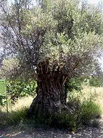 Monumental tree in Haydarköy