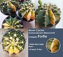 Moon Cactus Gymnocalycium Mihanovichii Variegata Fortie