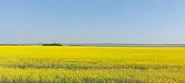Moose Mountain Upland is visible across a canola field in the RM of Brock No. 64