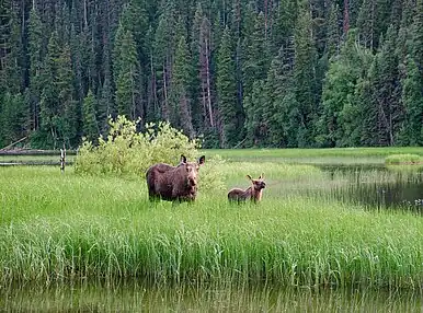 A cow moose and her calf feed among reeds at the edge of a lake