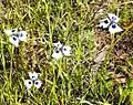 Plants photographed in the grounds of the South African Astronomical Observatory