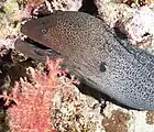 Giant moray with cleaner wrasse