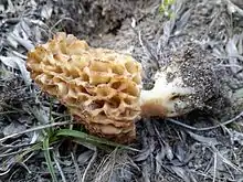 "Morchella dunensis" found at Plouharnel