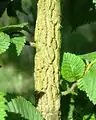 'Morfeo' corky bark on juvenile branch.