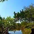 Lake from bonsai garden