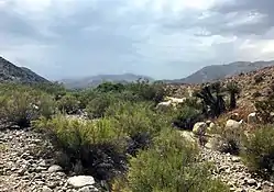 Little Morongo Canyon, Morongo Valley, California