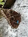 Morpho menelaus with closed wings