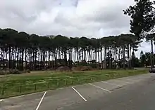 A row of pine trees.
